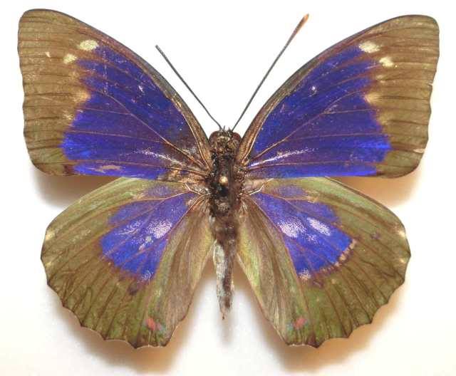 Sasakia charonda (Aberration, Liaoning China) 0 (Internet Image property of respective owner, non-commercial use only)